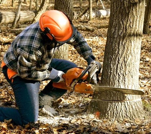 Tree Removal in Cyrus, MN